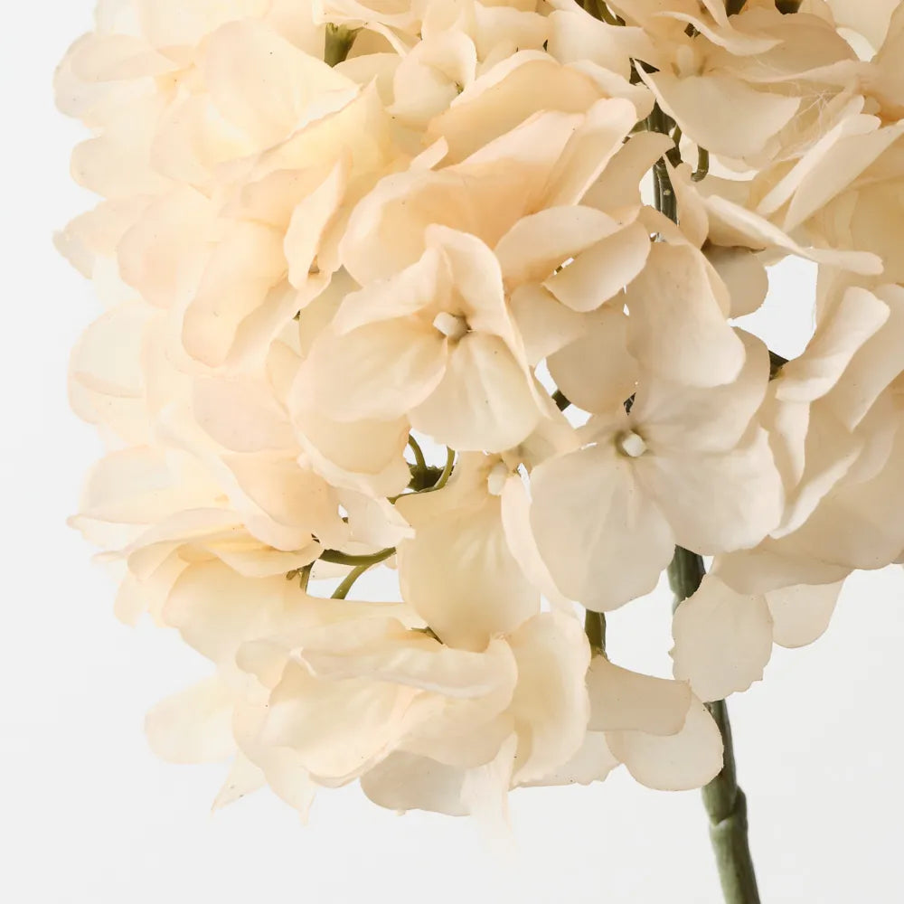 Hydrangea Without Leaves - Cream