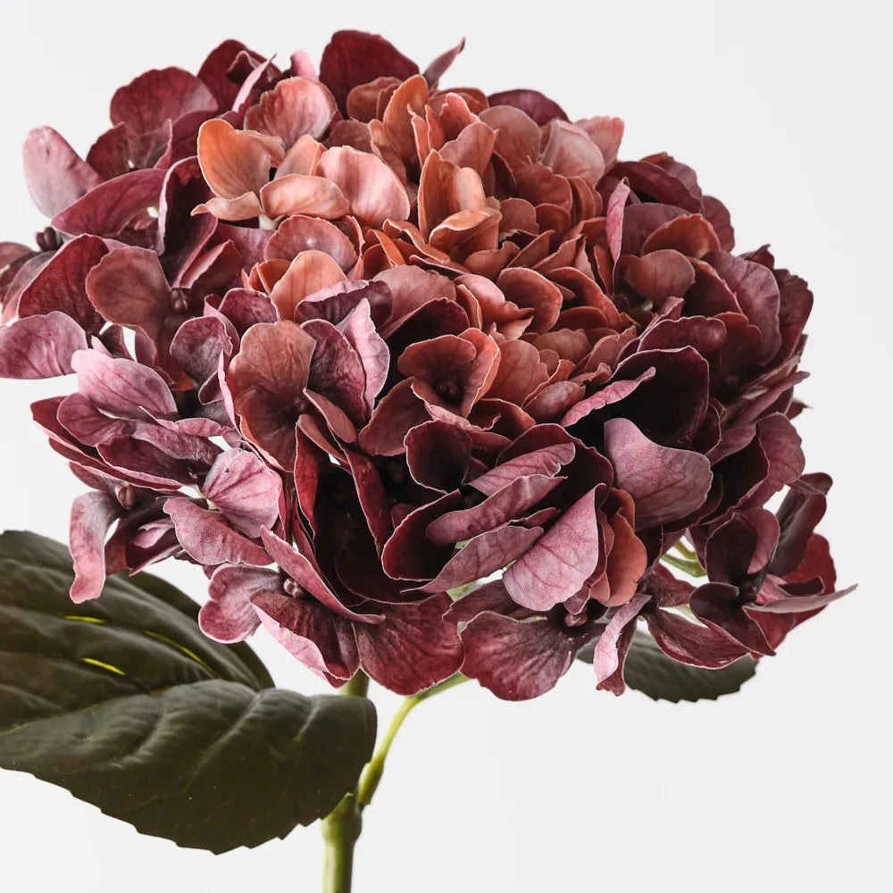 Hydrangea - Burgundy Rust - 66 cml