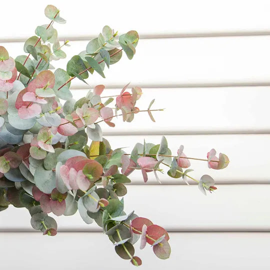 Eucalyptus Silver Dollar - Grey Red