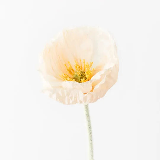 Poppy Iceland Peach - Single