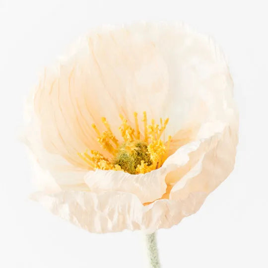 Poppy Iceland Peach - Single