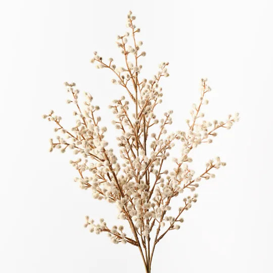 Wattle Bush 48cml