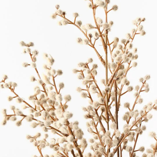 Wattle Bush 48cml