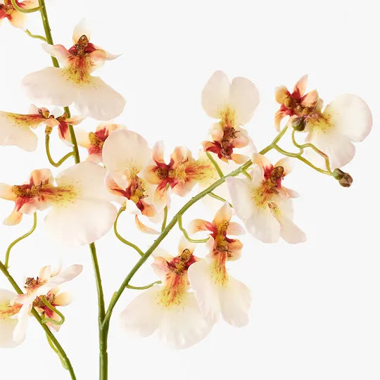 Orchid Dancing Cream