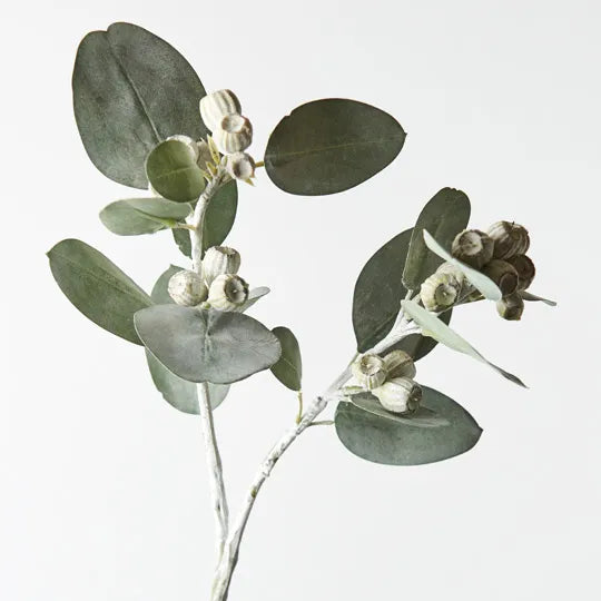 Eucalyptus Tetragona Spray
