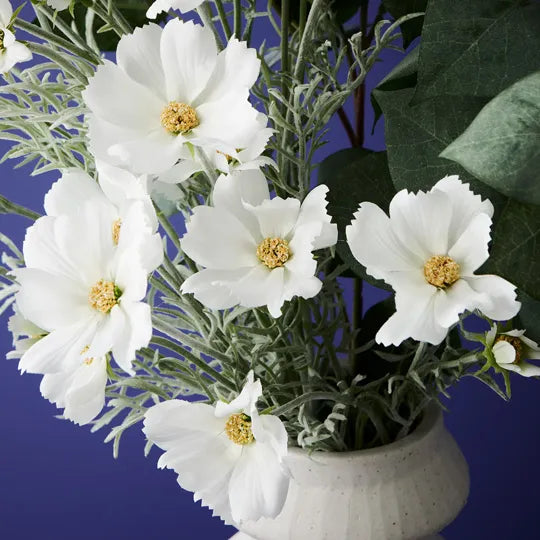 Cosmos Spray White