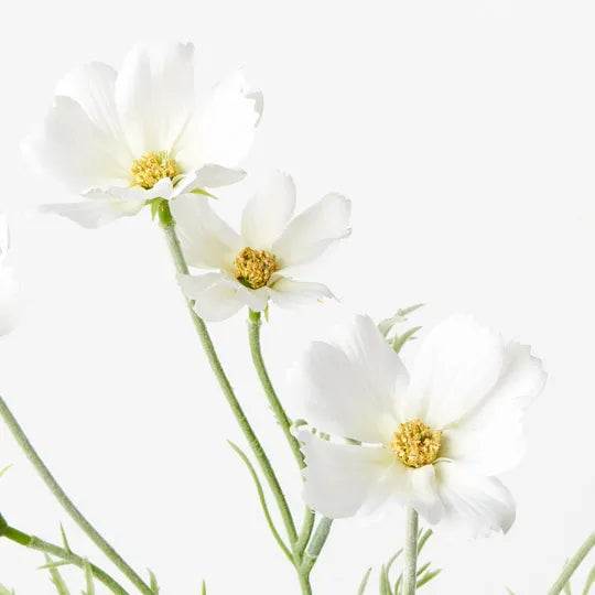 Cosmos Spray White