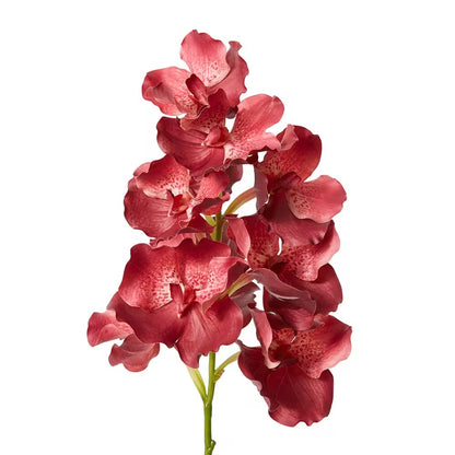 Vanda Grand Orchid - Beauty