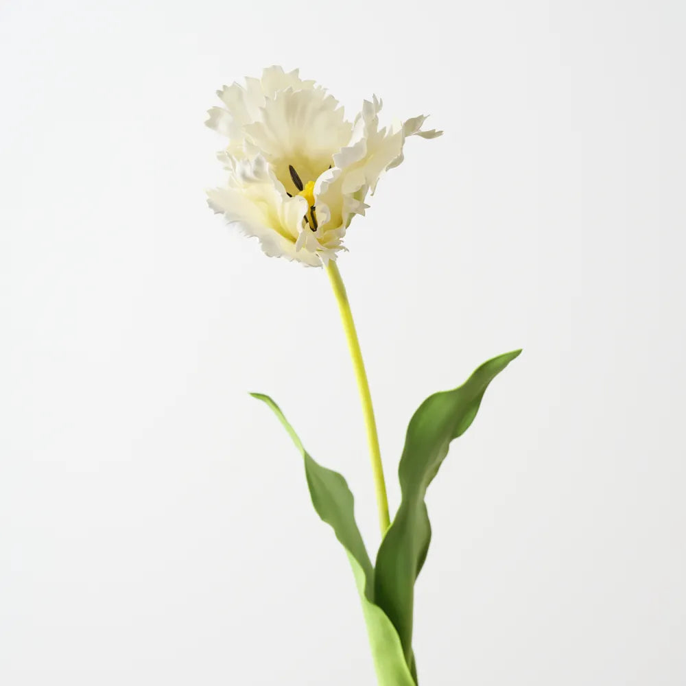 Parrot Tulip - White - 70cm