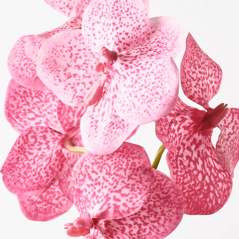 Orchid Vanda - Hot Pink
