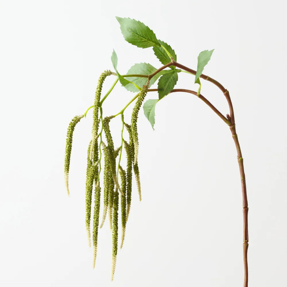Amaranthus Spray - Green