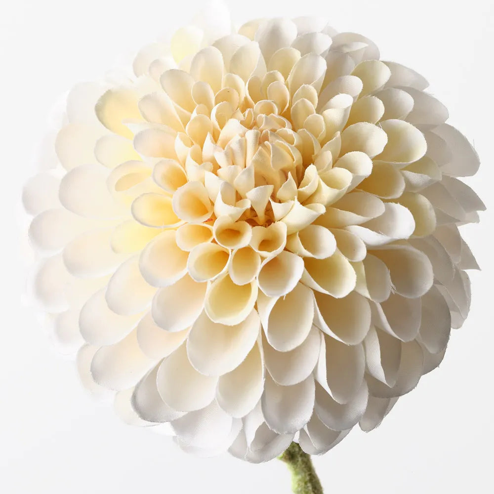 Dahlia - Cream