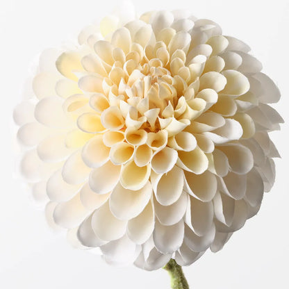 Dahlia - Cream