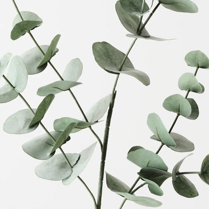 Silver Dollar Eucalyptus - Forest Green - 86cm