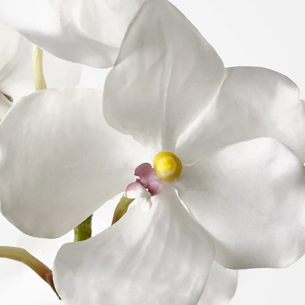 Orchid Vanda - White