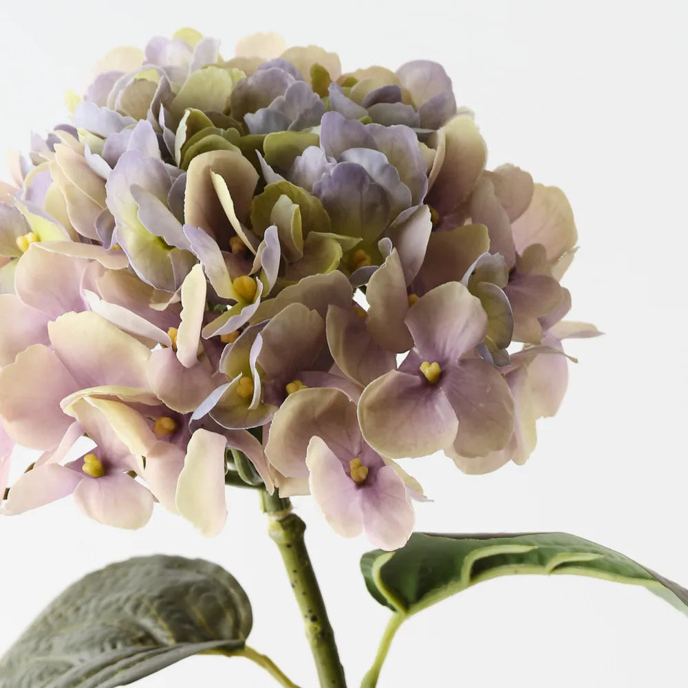 Hydrangea - Green Purple - 66 cml