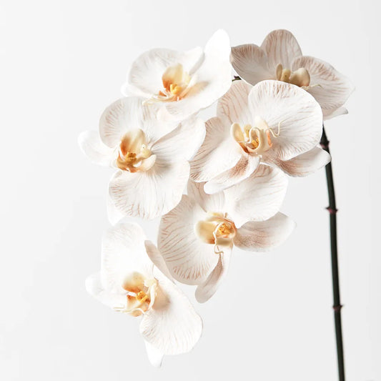 Orchid Phalaenopsis Infused 86cm - Dove