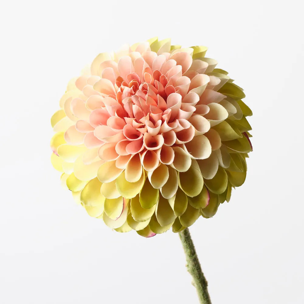 Dahlia - Green Pink