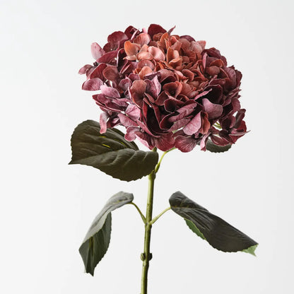 Hydrangea - Burgundy Rust - 66 cml