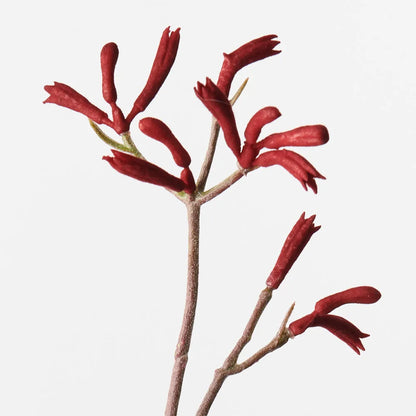 Kangaroo Paw