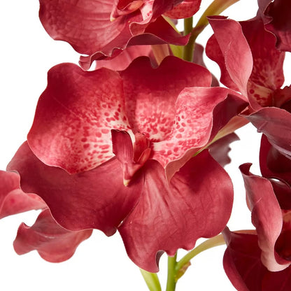 Vanda Grand Orchid - Beauty