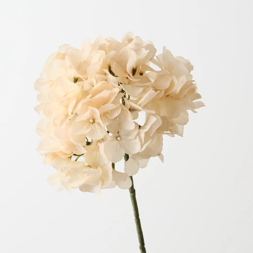 Hydrangea Without Leaves - Cream