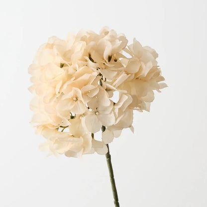 Hydrangea Without Leaves - Cream
