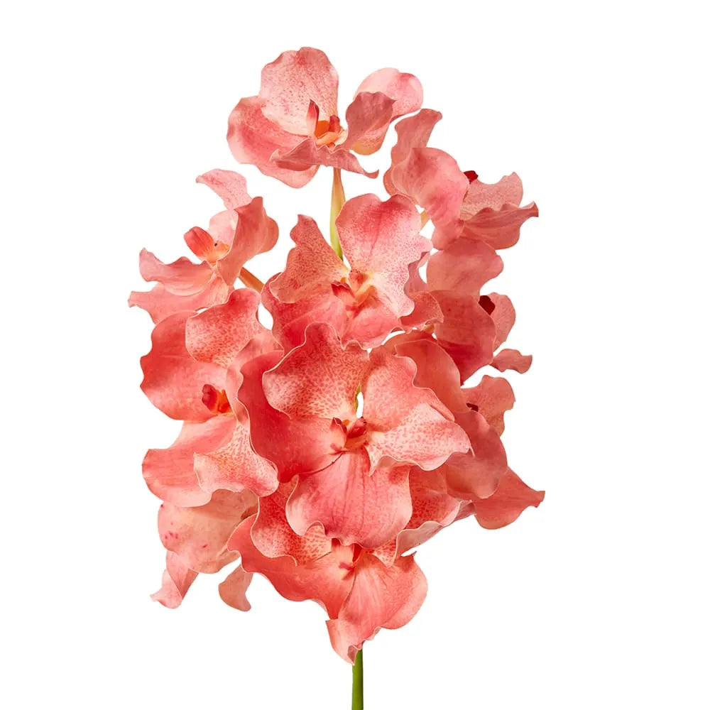 Vanda Grand Orchid - Blush - 25x25x71cm