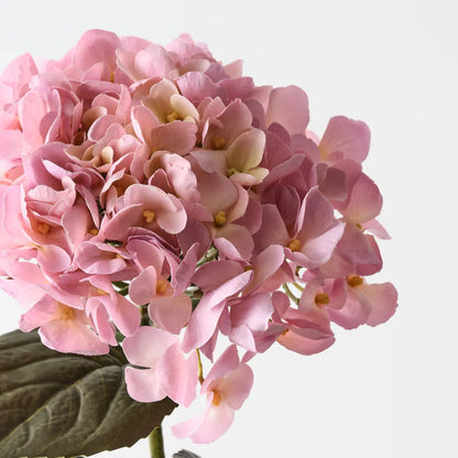 Hydrangea - light pink cream - 66cml