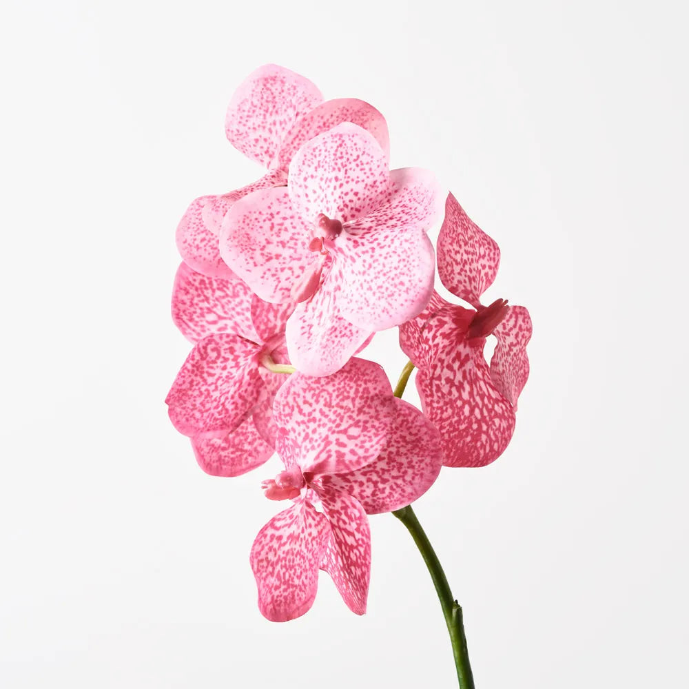 Orchid Vanda - Hot Pink