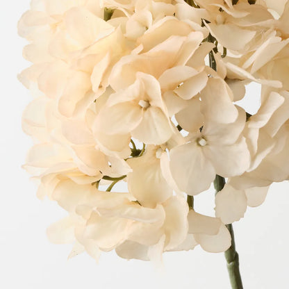 Hydrangea Without Leaves - Cream