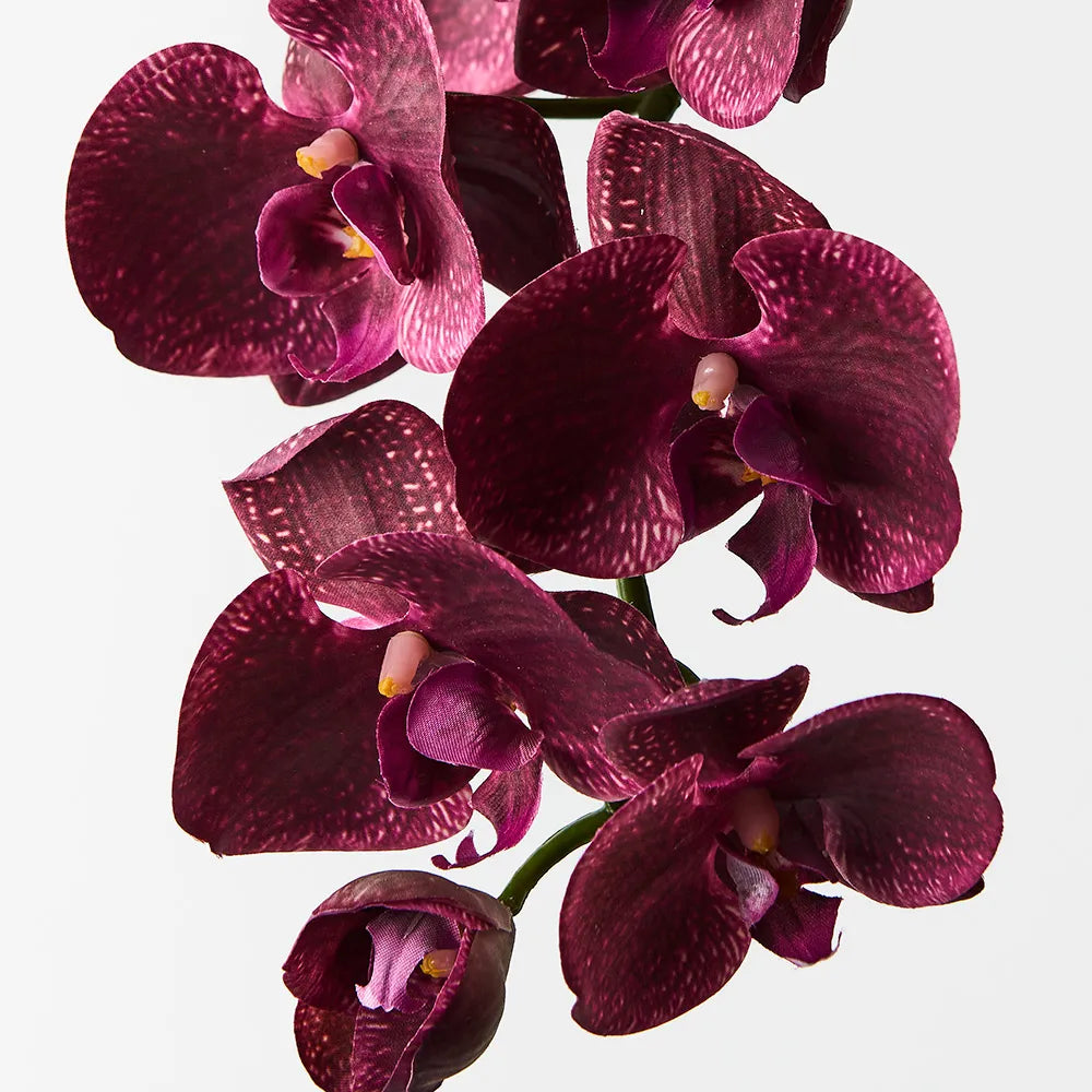 Orchid Phalaenopsis - Burgandy