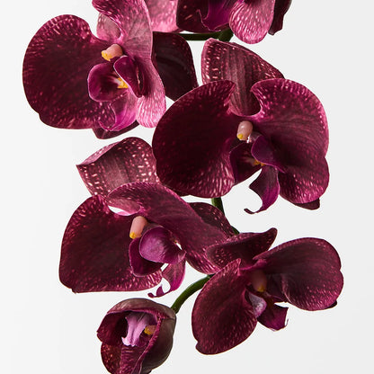 Orchid Phalaenopsis - Burgandy