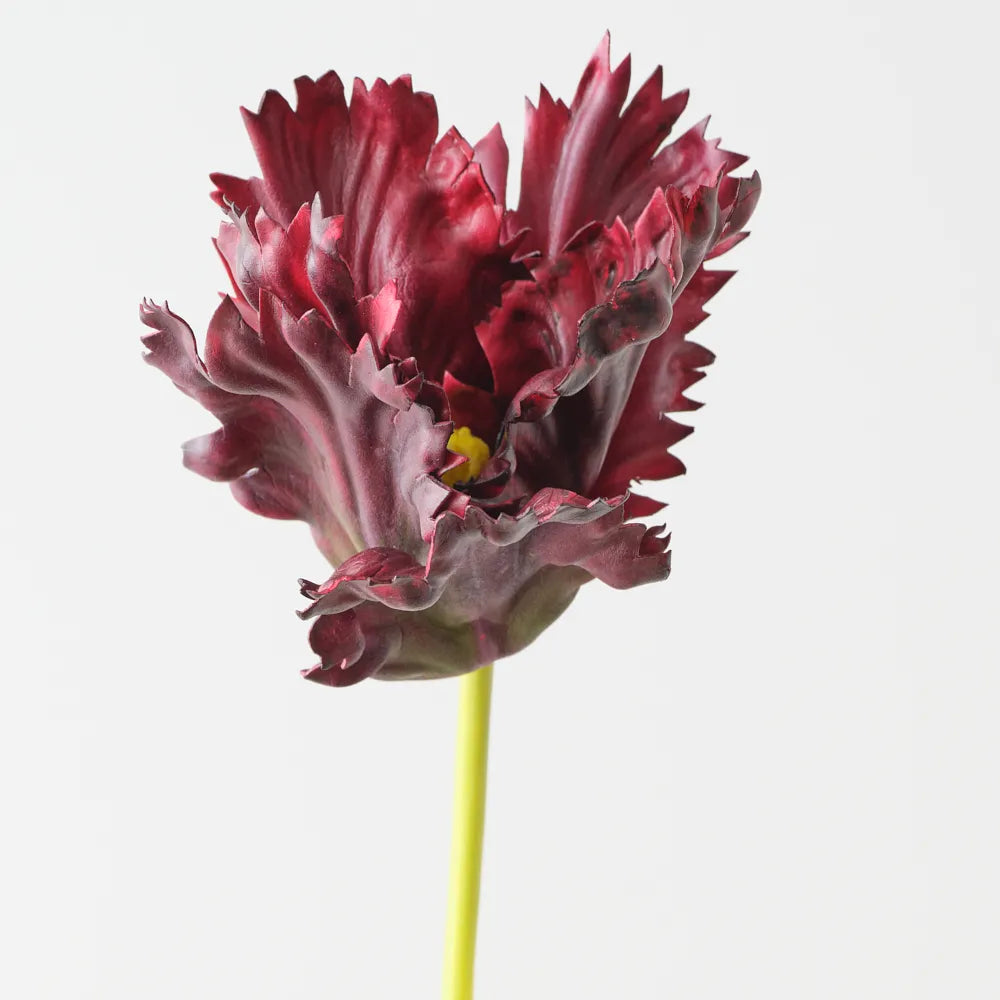 Parrot Tulip - Burgundy - 70cm