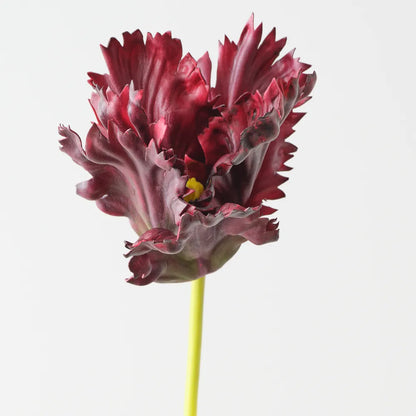 Parrot Tulip - Burgundy - 70cm