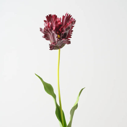 Parrot Tulip - Burgundy - 70cm