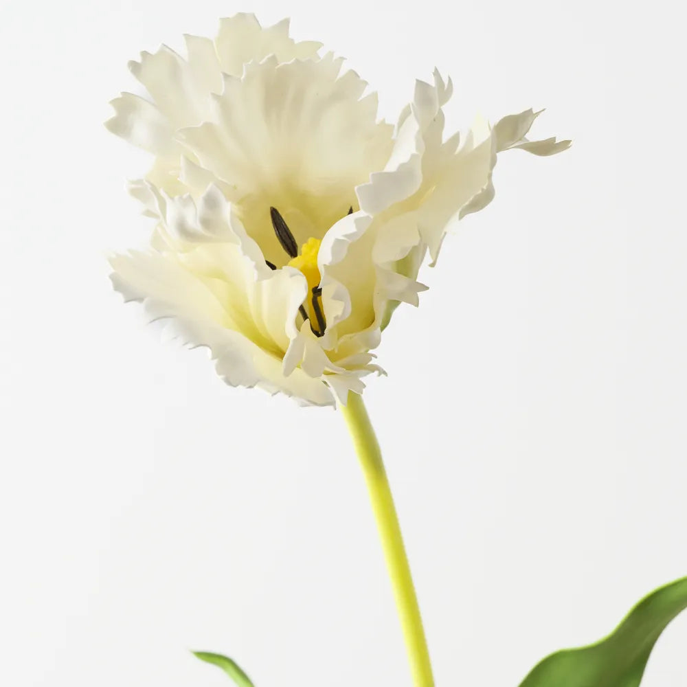 Parrot Tulip - White - 70cm