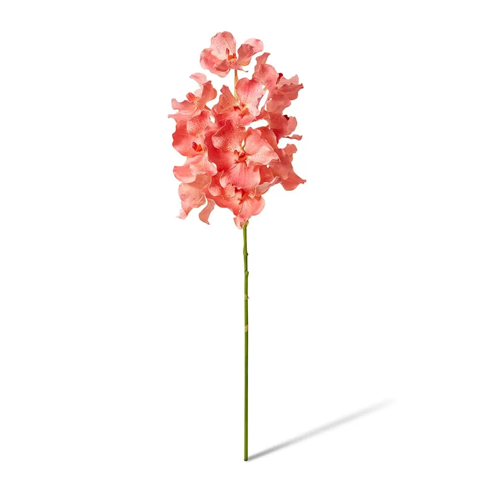 Vanda Grand Orchid - Blush - 25x25x71cm