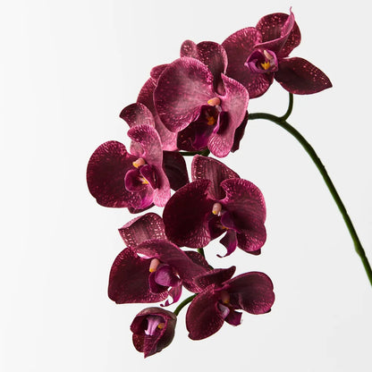 Orchid Phalaenopsis - Burgandy