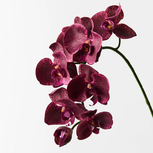 Orchid Phalaenopsis - Burgandy