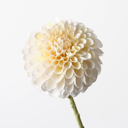 Dahlia - Cream