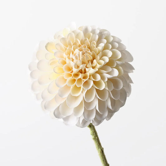 Dahlia - Cream
