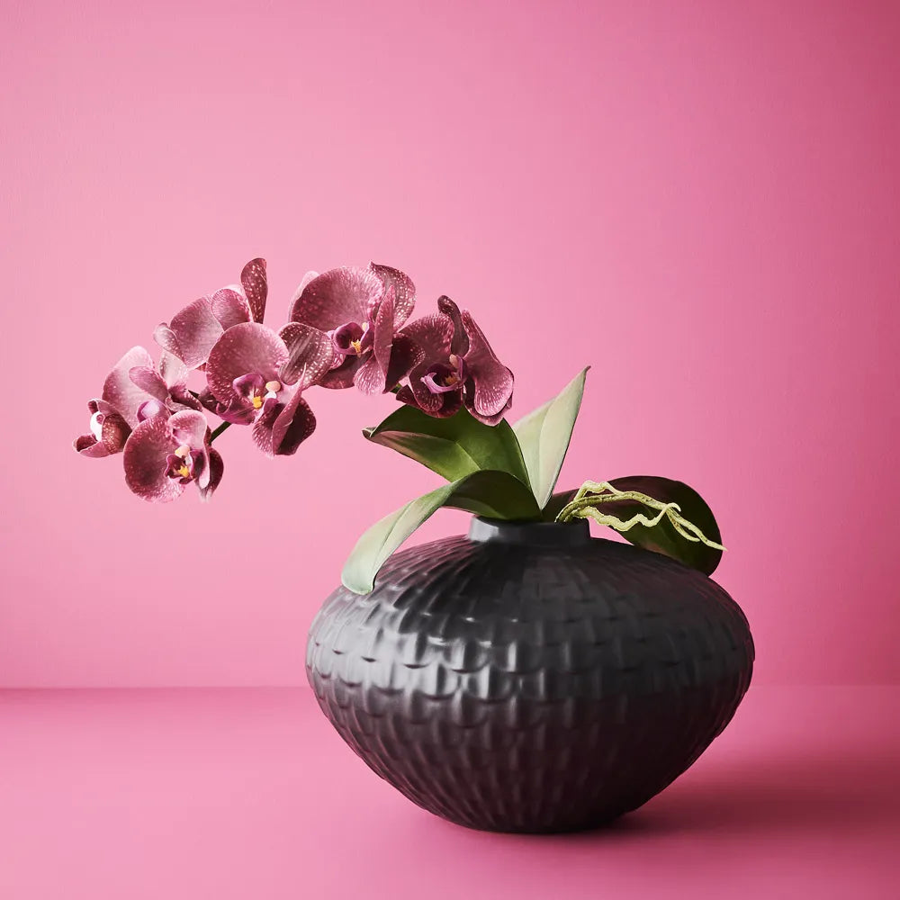 Orchid Phalaenopsis - Burgandy