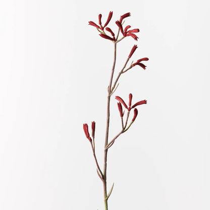 Kangaroo Paw