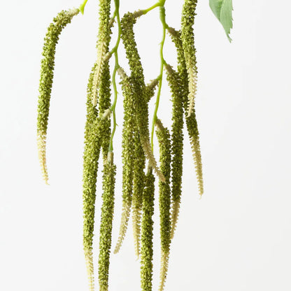 Amaranthus Spray - Green