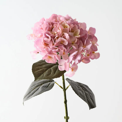 Hydrangea - light pink cream - 66cml