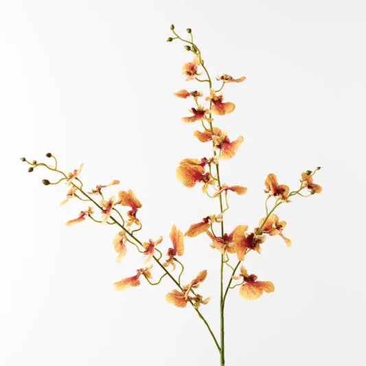 Orchid Dancing Peach