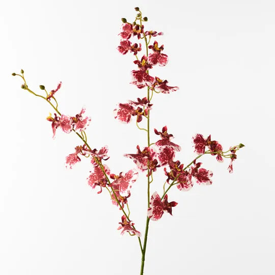 Orchid Dancing Crimson