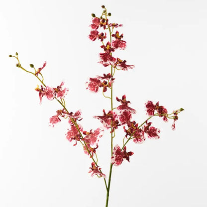 Orchid Dancing Crimson