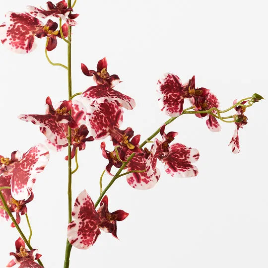 Orchid Dancing Crimson